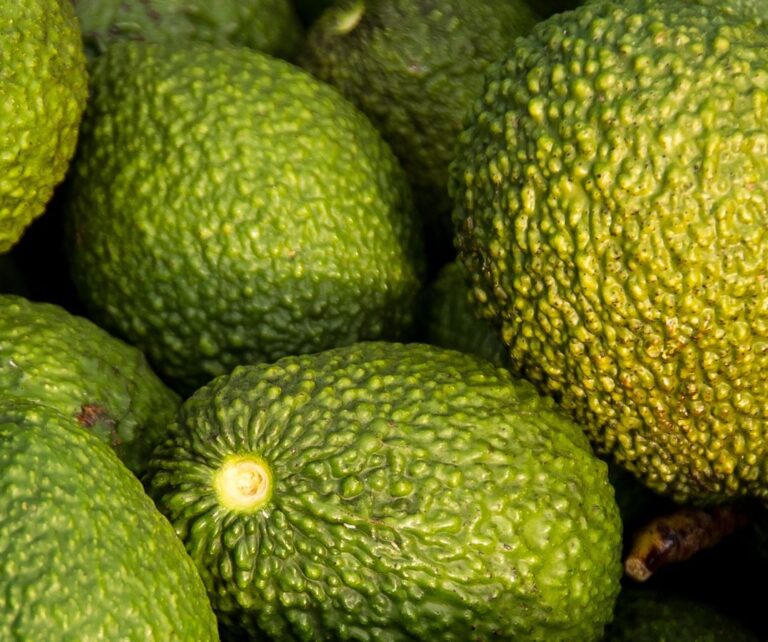 Giarre celebra i frutti tropicali : istituito il premio “Avocado d’Argento”